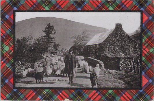Scotland Postcard: Tartan Border, To the Hill Pastures, Shepherd 1910 - XT2995