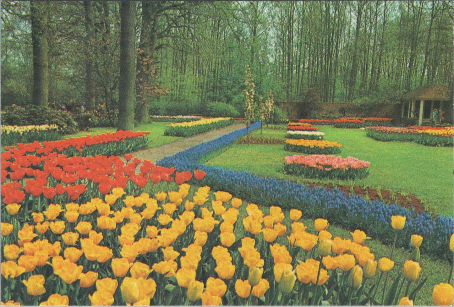 Netherlands Postcard: Keukenhof Gardens Lisse Flower Tulips Park Chrome XT2780