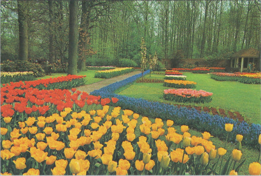 Netherlands Postcard: Keukenhof Gardens Lisse Flower Tulips Park Chrome XT2780