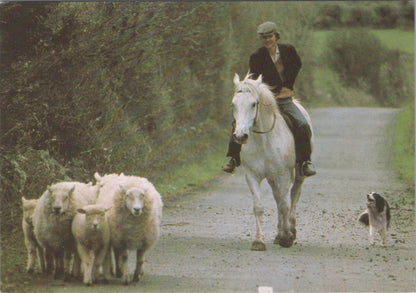 Co Clare Postcard:Sheep Farmer And Friends Irish Country Life Agriculture XT2797