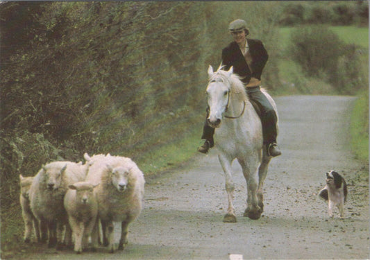 Co Clare Postcard:Sheep Farmer And Friends Irish Country Life Agriculture XT2797