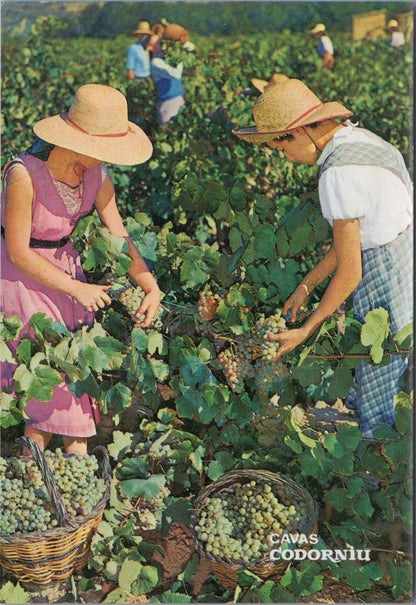 Spain Postcard - Grape Harvest, Cavas Codorniu, Vendimia, Wine Production XT1166
