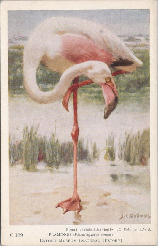 Animals Postcard - Birds, Flamingo (Phoenicopterus roseus) British Museum XT1249