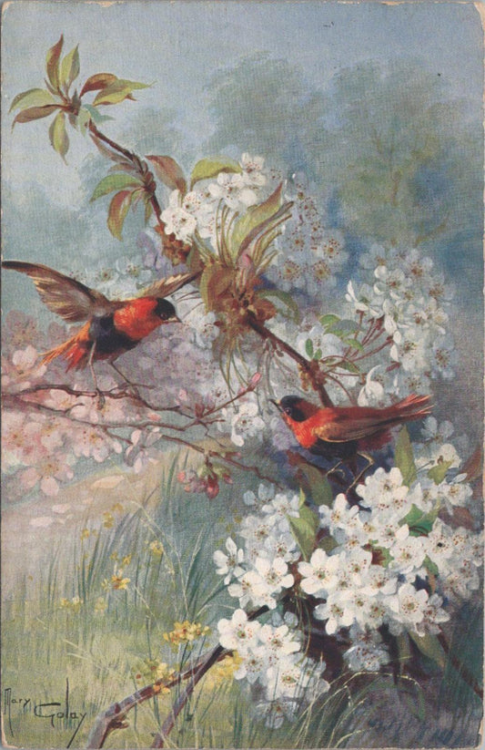 Animals Postcard - Birds, Southern Red Bishops, Artist Mary Golay   XT1251