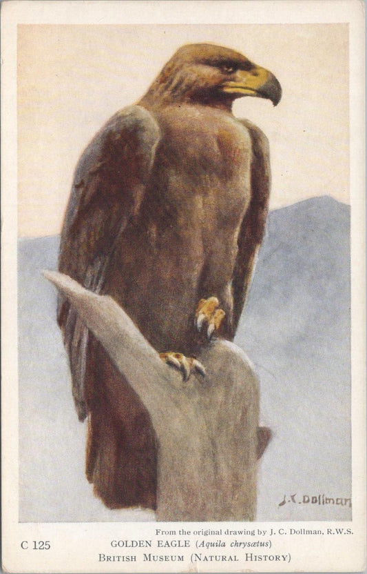 Animals Postcard - Birds, Golden Eagle, Aquila, Chrysaetos British Museum XT1252