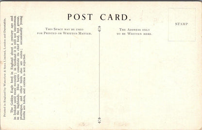 Animals Postcard - Birds, Golden Eagle, Aquila, Chrysaetos British Museum XT1252