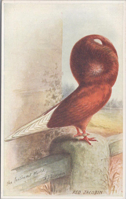 Animals Postcard-Birds,Red Jacobin The Feathered World Artist A.J.Simpson XT1255