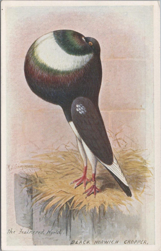 Animals Card - Birds, Black Norwich Cropper Pigeon, Artist A. J. Simpson XT1256