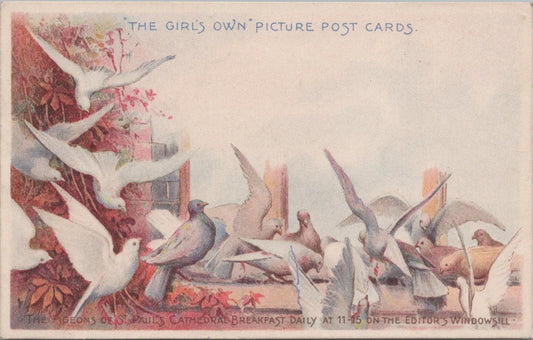 Animals Postcard-Birds,The Pigeons of St.Paul's Cathedral Breakfast Daily XT1257