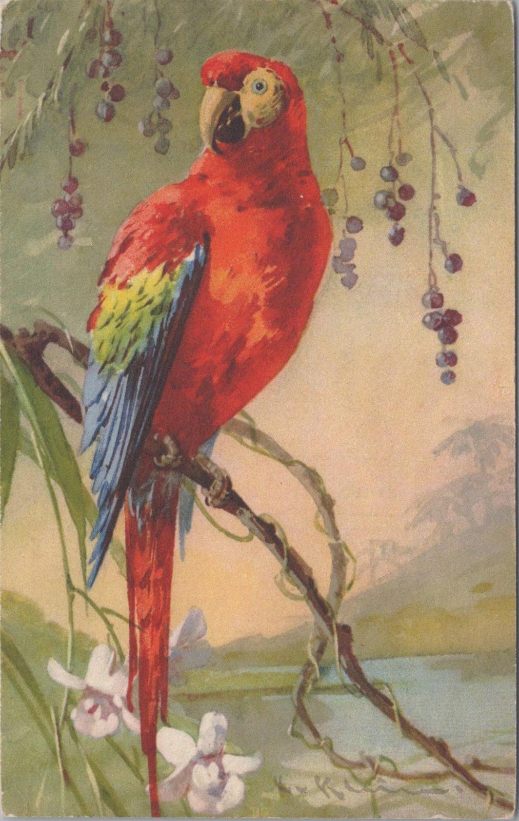 Animals Postcard - Birds, Scarlet Macaw, Artist Catharina Klein   XT1259