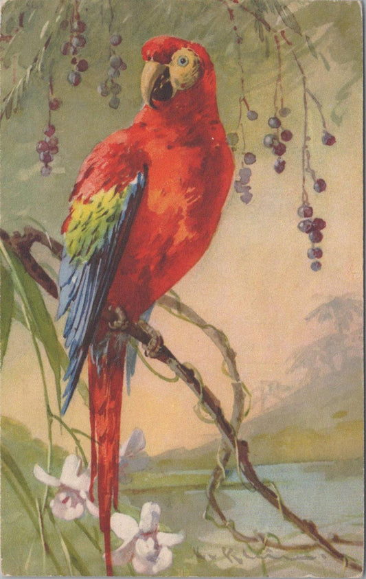 Animals Postcard - Birds, Scarlet Macaw, Artist Catharina Klein   XT1259