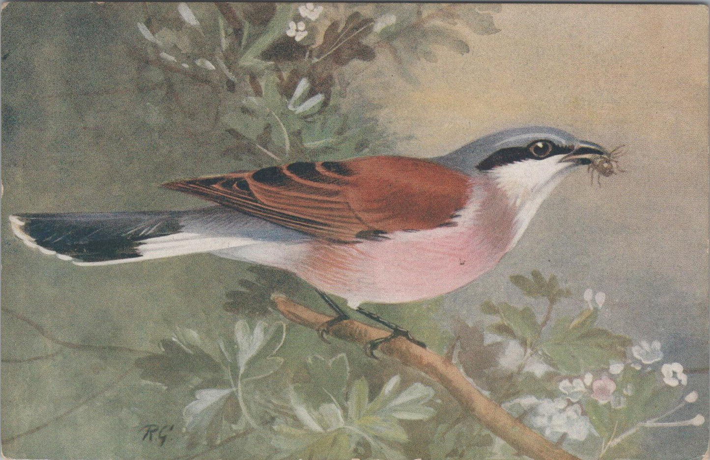 Animals Postcard - Birds, Red-Backed Shrike (Lanius Collurio)   XT1260