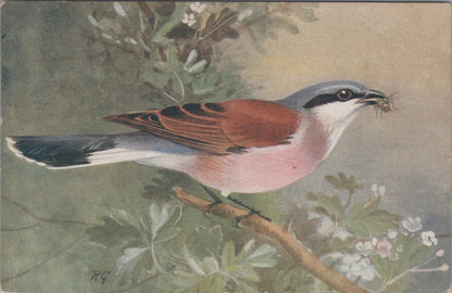 Animals Postcard - Birds, Red-Backed Shrike (Lanius Collurio)   XT1260