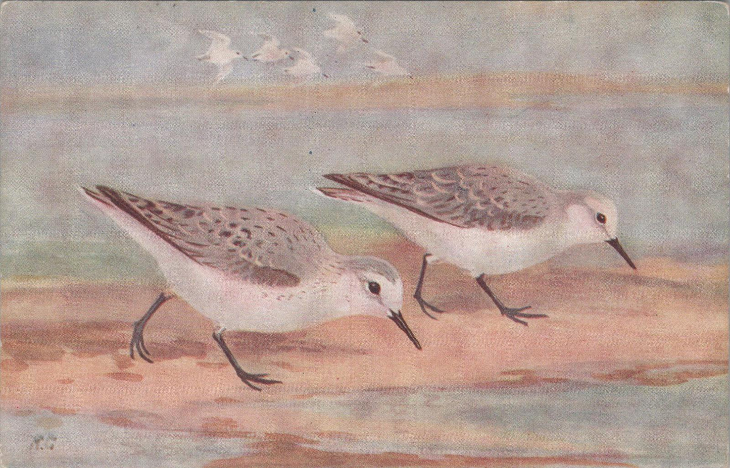 Animals Postcard - Birds, Sanderling (Calidris arenaria)   XT1261