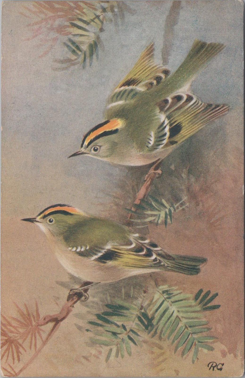 Animals Postcard - Birds, Goldcrest (Regulus Regulus)   XT1262