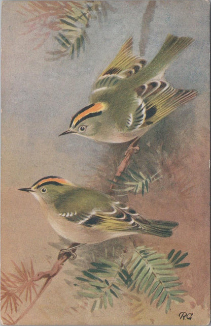 Animals Postcard - Birds, Goldcrest (Regulus Regulus)   XT1262