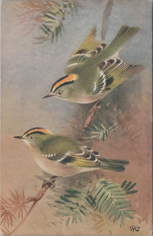 Animals Postcard - Birds, Goldcrest (Regulus Regulus)   XT1262