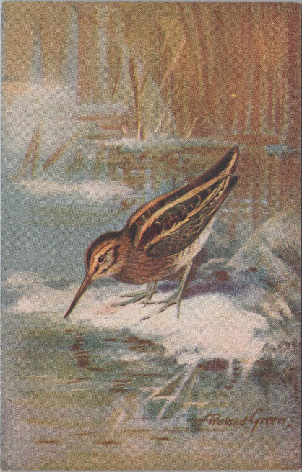 Animals Postcard - Birds, Jack Snipe (Lymnocryptes minimus)  XT1263