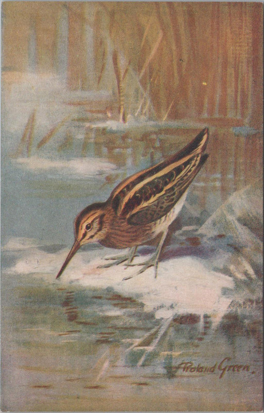 Animals Postcard - Birds, Jack Snipe (Lymnocryptes minimus)  XT1263