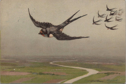 Animals Postcard - Birds, Swallows in Flight, Artist Alfred Moritz Mailick XT1271