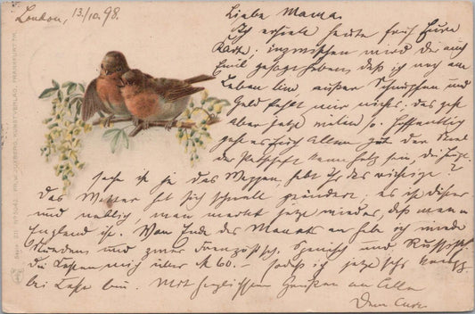 Animals Postcard - Birds, Two European Robins Perched on a Branch   XT1272