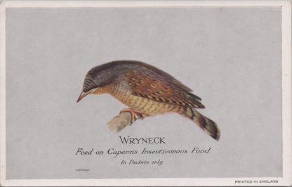 Animals Postcard - Birds, Wryneck, Capern's Bird Food  XT1274
