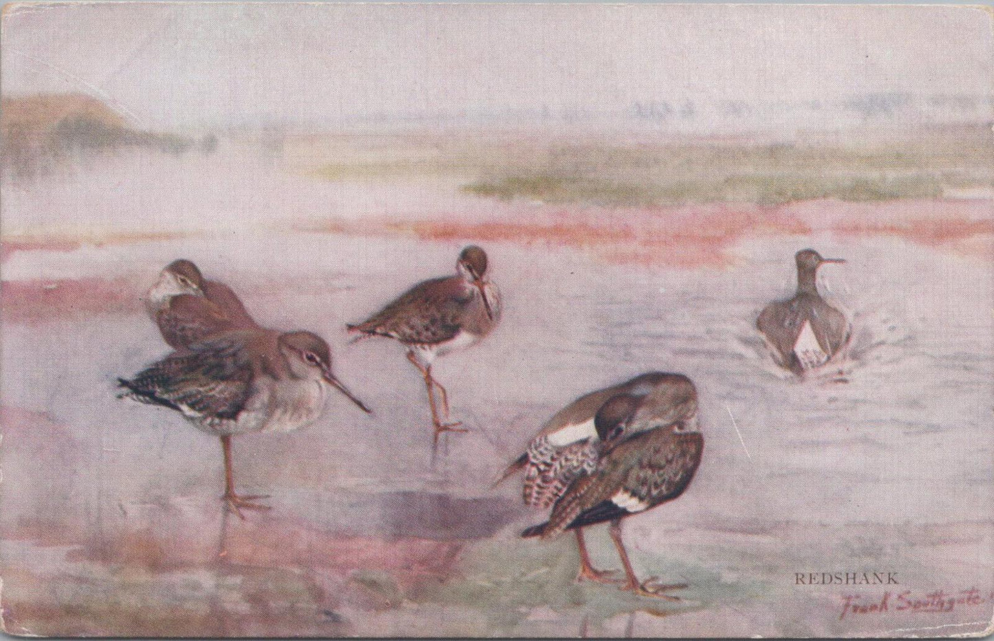 Animals Postcard - Birds, Redshanks, Artist Frank Southgate   XT1275