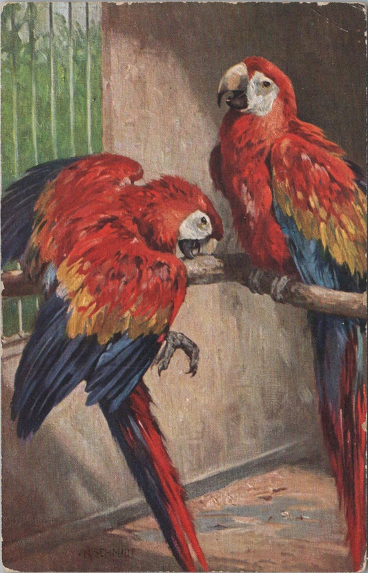 Animals Postcard - Birds, Birds of Plumage, Macaws   XT1276