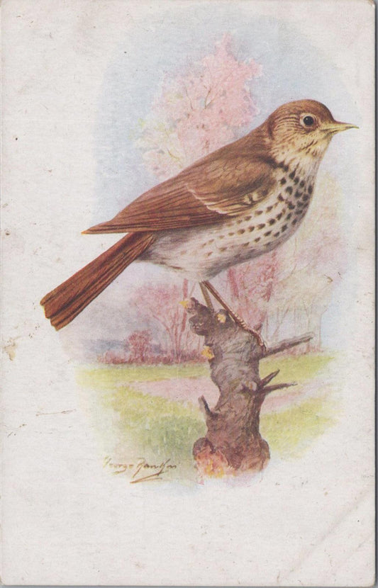 Animals Postcard - Birds, Song Thrush, Artist George Rankin   XT1286
