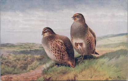 Animals Postcard - Birds, English Partridge with Gorse and Thistles  XT1287