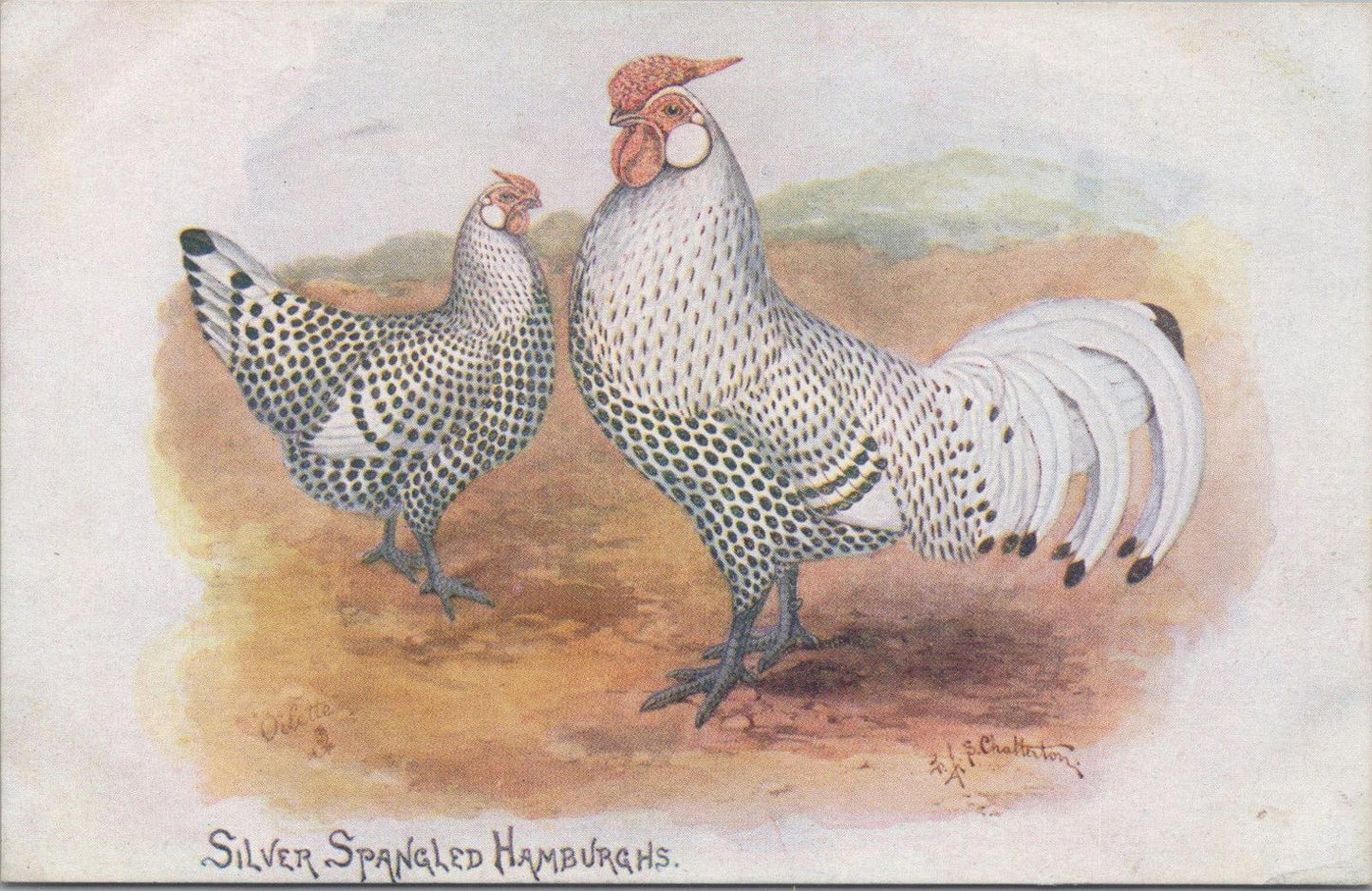 Animals Postcard - Birds, Silver Spangled Hamburghs, F. J. S. Chatterton XT1299