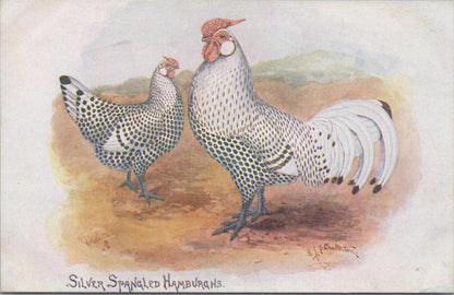 Animals Postcard - Birds, Silver Spangled Hamburghs, F. J. S. Chatterton XT1299