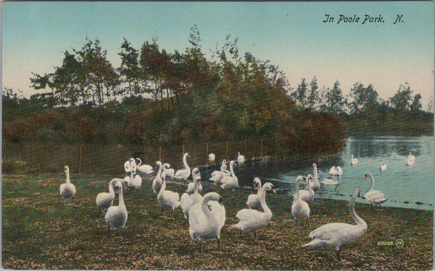 Dorset Postcard In Poole Park Swans on The Lake Scenic Nature Views XT2373