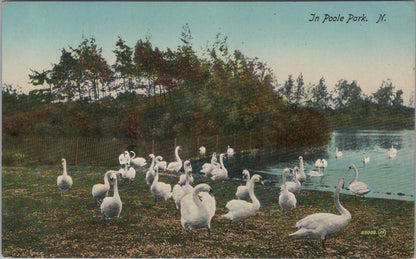 Dorset Postcard In Poole Park Swans on The Lake Scenic Nature Views XT2373