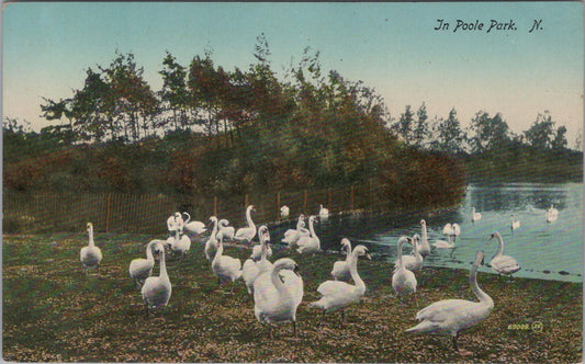 Dorset Postcard In Poole Park Swans on The Lake Scenic Nature Views XT2373