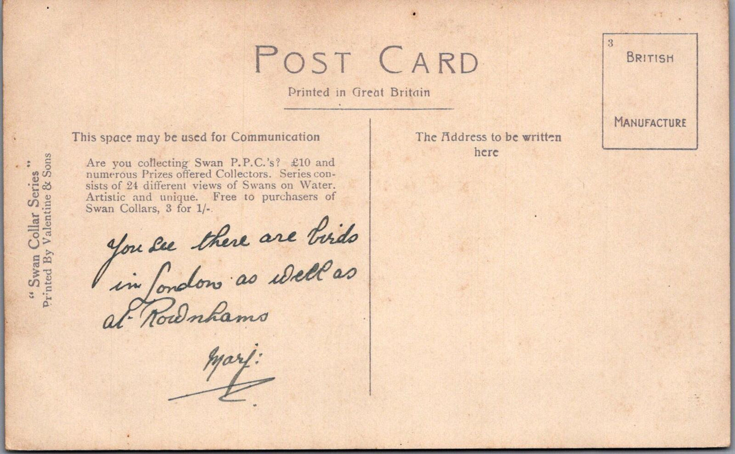 Dorset Postcard In Poole Park Swans on The Lake Scenic Nature Views XT2373