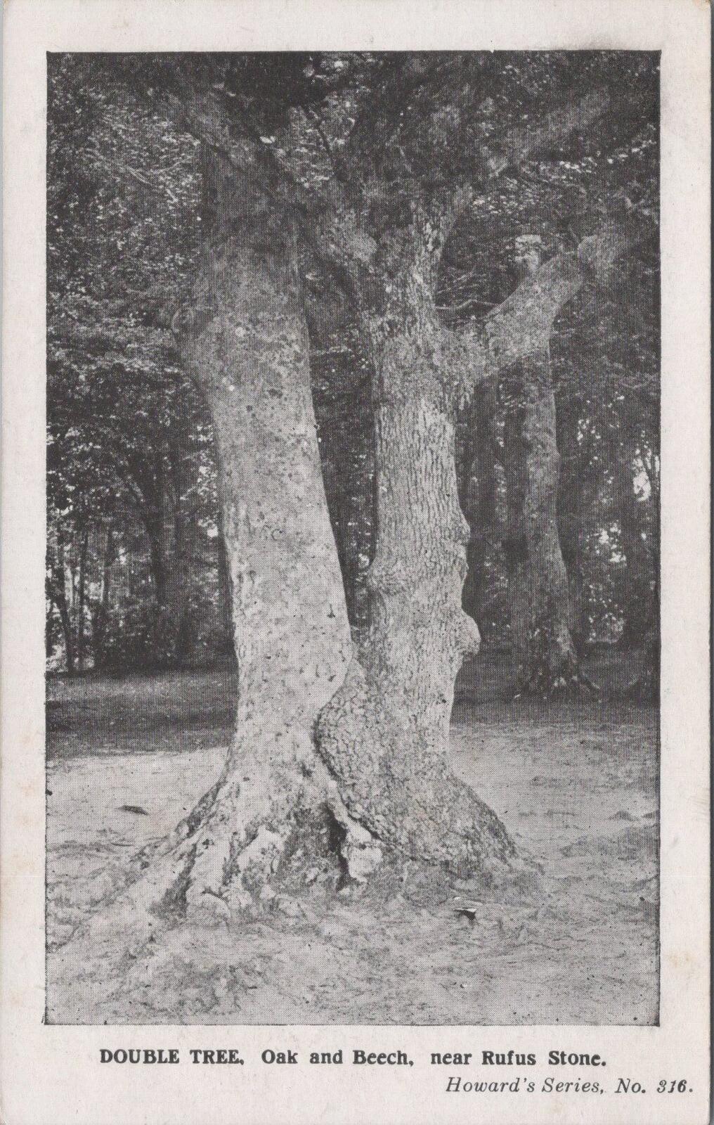 Hampshire Postcard: Double Tree Oak Beech near Rufus Stone New Forest  XT2811