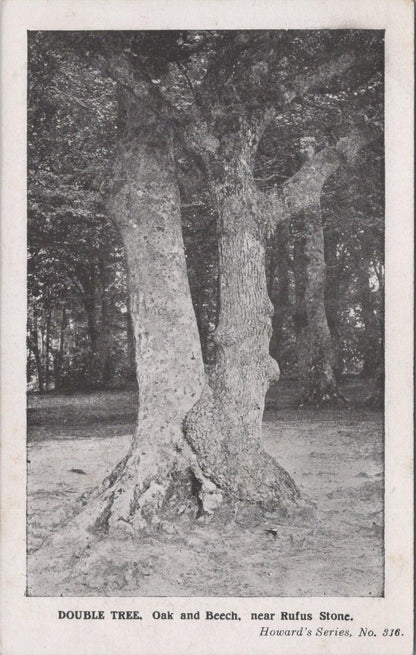 Hampshire Postcard: Double Tree Oak Beech near Rufus Stone New Forest  XT2811