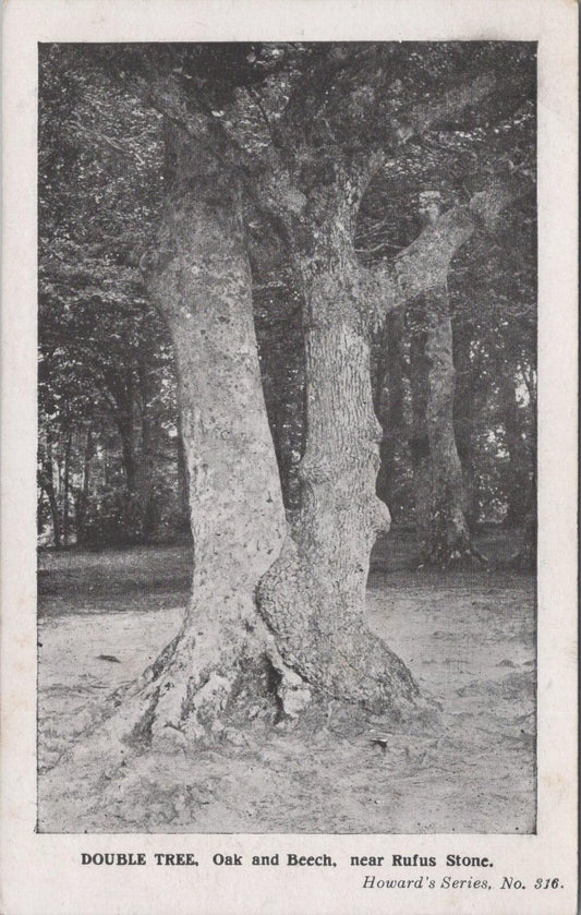 Hampshire Postcard: Double Tree Oak Beech near Rufus Stone New Forest  XT2811