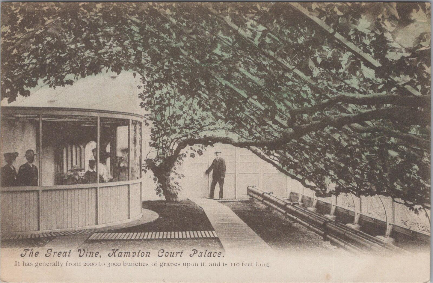 London Postcard: Hampton Court Palace The Great Vine Greenhouse Sepia XT2837