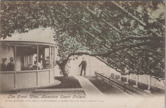 London Postcard: Hampton Court Palace The Great Vine Greenhouse Sepia XT2837