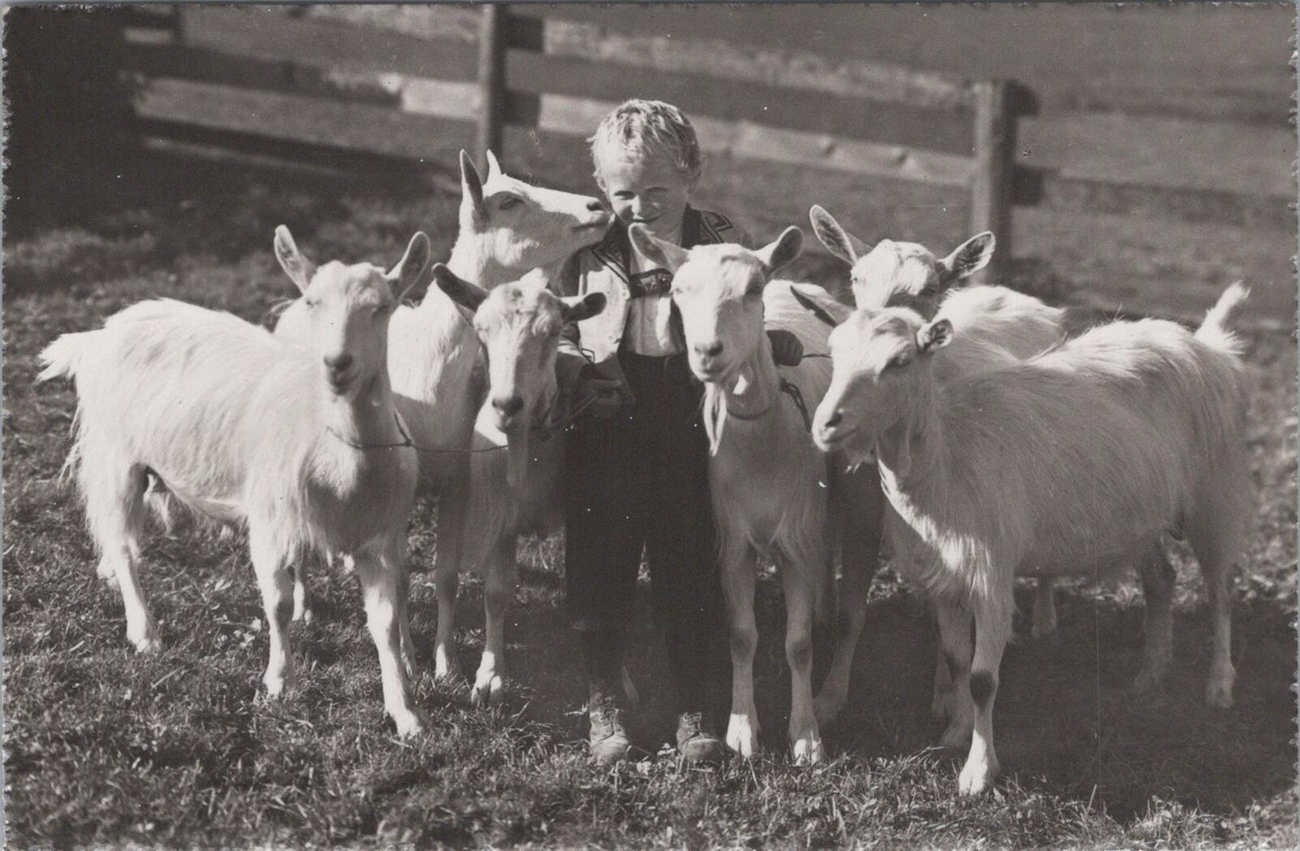 Switzerland Postcard: Young Boy In Regional Dress With Saanen Goats RPPC XT2838