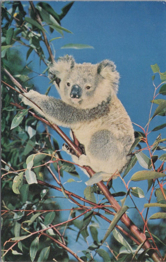 Australia Postcard: Koala Bear Wildlife Sanctuaries BOAC Airline 1950s   XT2848