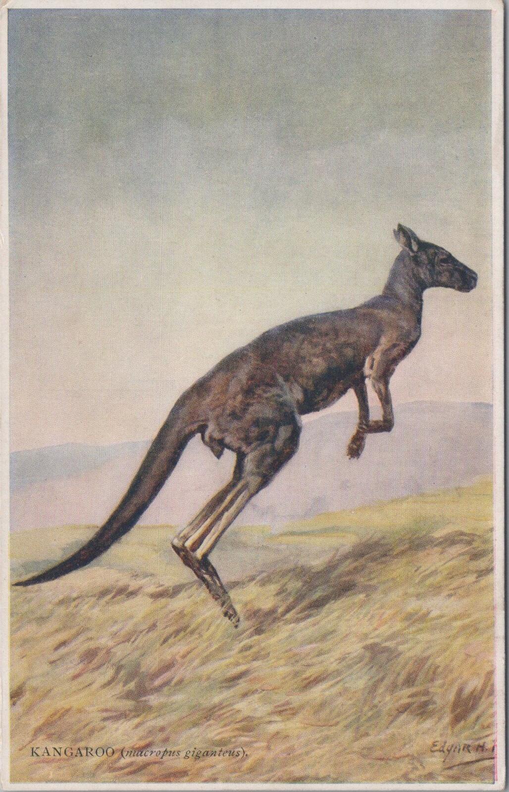 Australia Postcard: Kangaroo Macropus Giganteus Edgar Fischer 1930s  XT2856