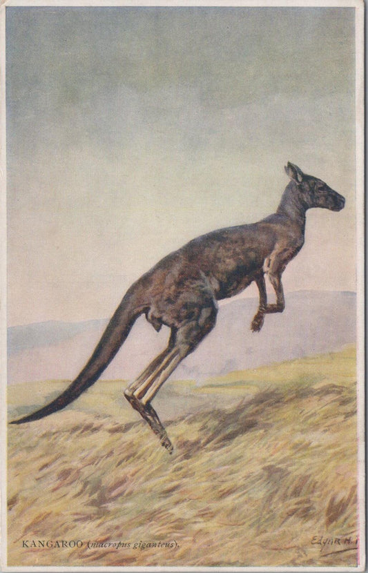 Australia Postcard: Kangaroo Macropus Giganteus Edgar Fischer 1930s  XT2856