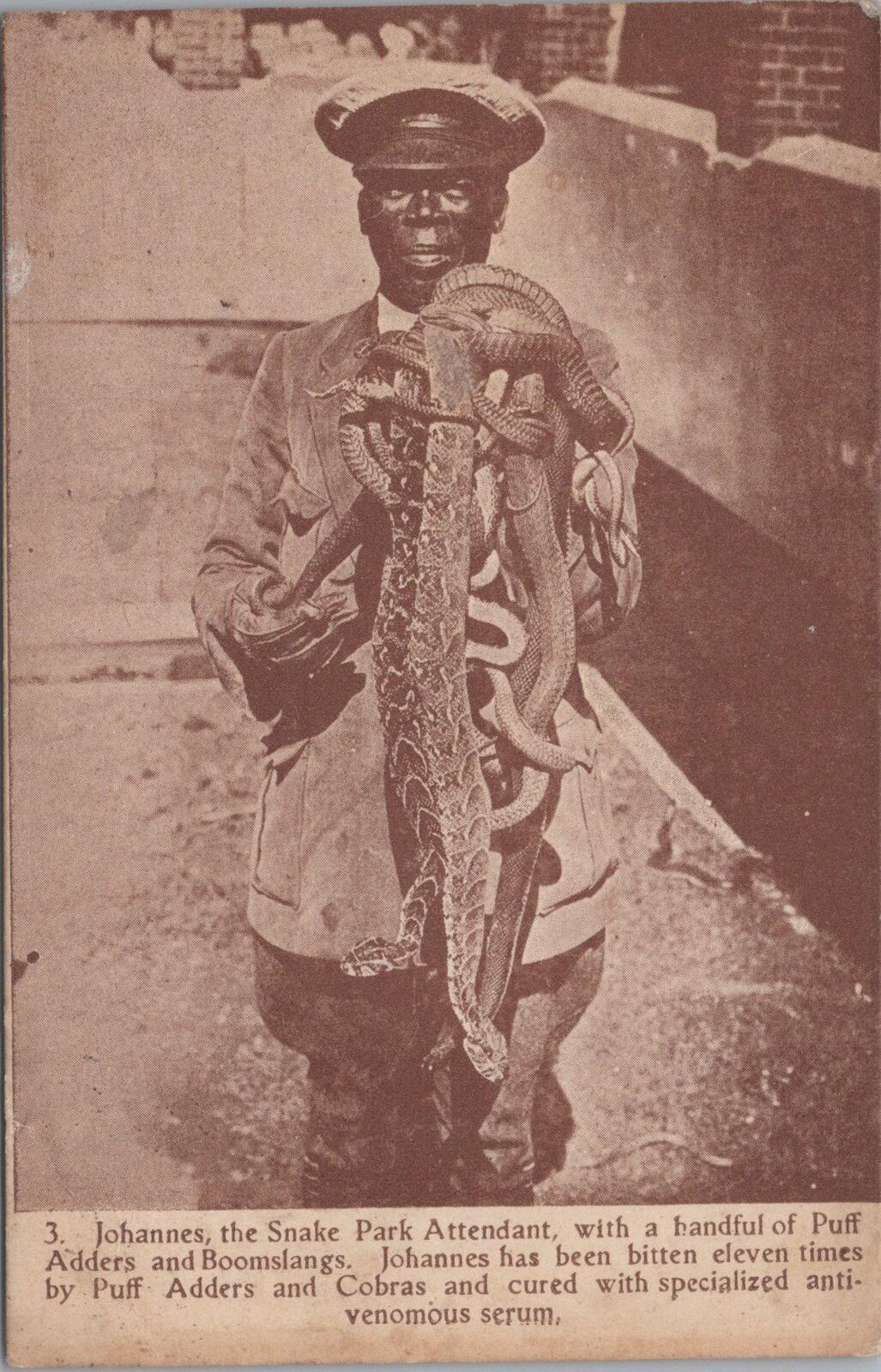 South Africa Postcard: Johannes Snake Park Attendant Puff Adders   XT2892