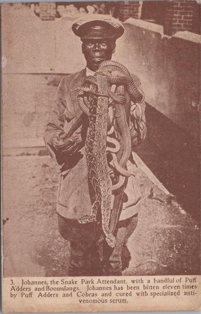 South Africa Postcard: Johannes Snake Park Attendant Puff Adders   XT2892