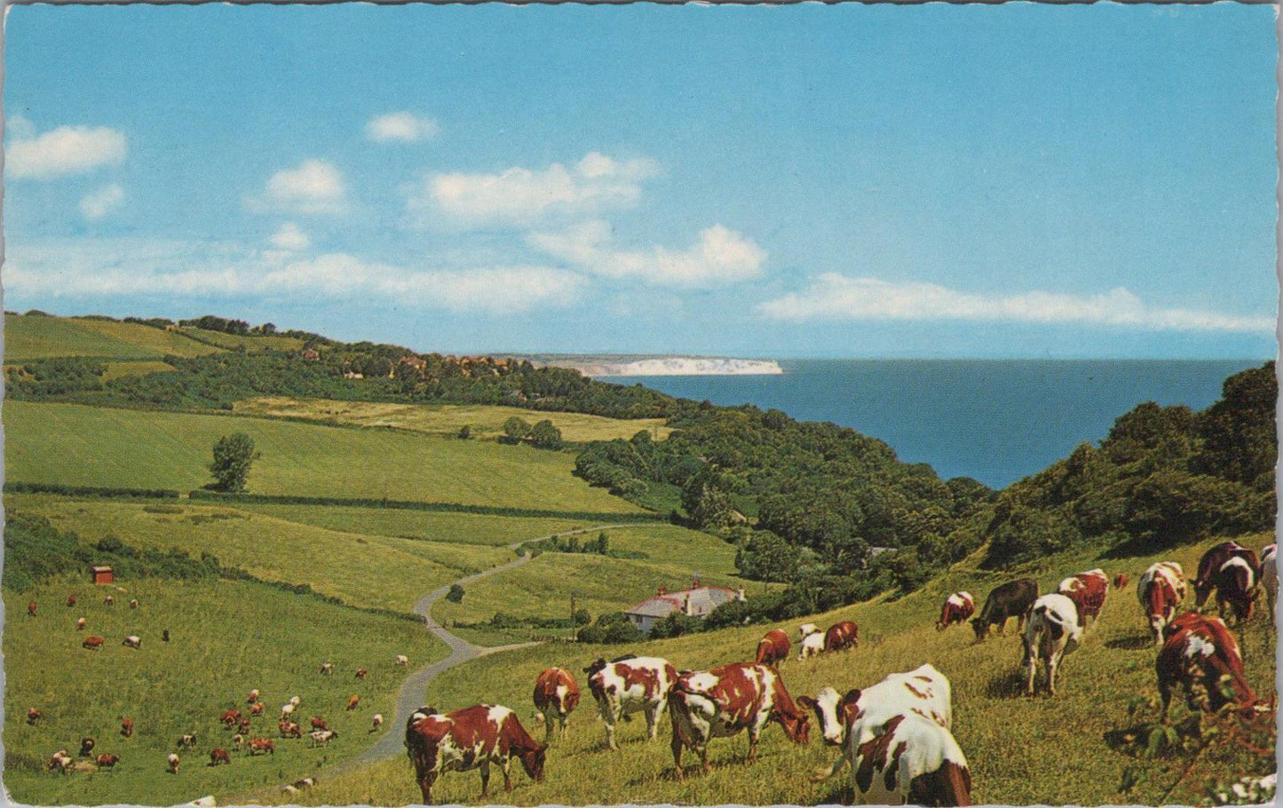Isle of Wight Postcard - Luccombe Village and Cliffs near Shanklin  XT1354