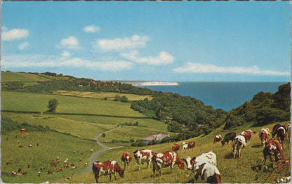 Isle of Wight Postcard - Luccombe Village and Cliffs near Shanklin  XT1354