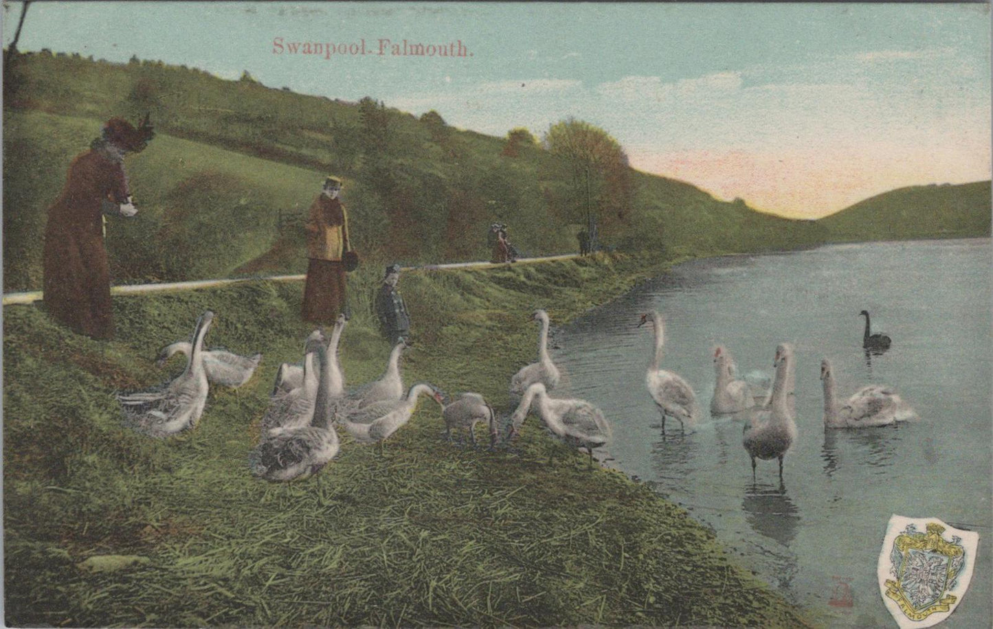 Cornwall Postcard: Swanpool, Falmouth, Birds, Swans & Lake Scene XT1459